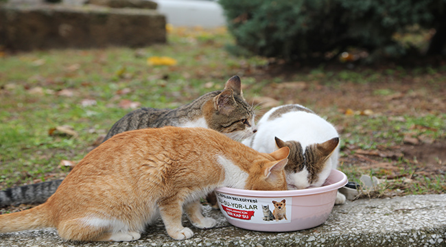 Efeler Belediyesi can dostlarını gıdasız da sevgisiz de bırakmadı
