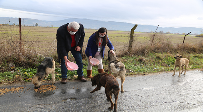 Efeler Belediyesi can dostlarını gıdasız da sevgisiz de bırakmadı