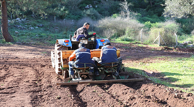 ŞİMDİ SIRA PATATESTE