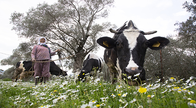 SÜT FİYATLARI 2.60 LİRAYA KADAR DÜŞTÜ
