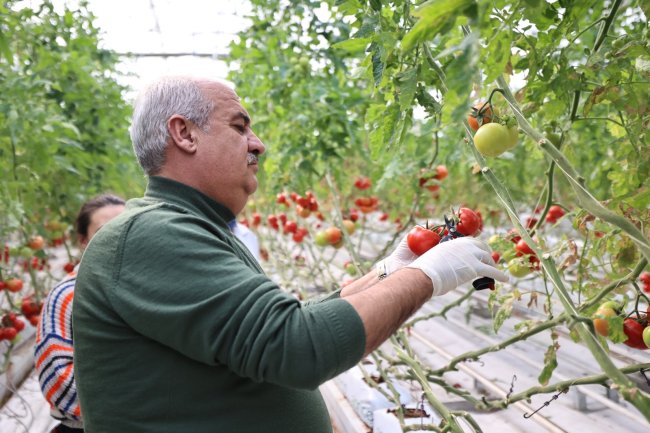 Aziziye'nin termal seralarında yeni dönem
