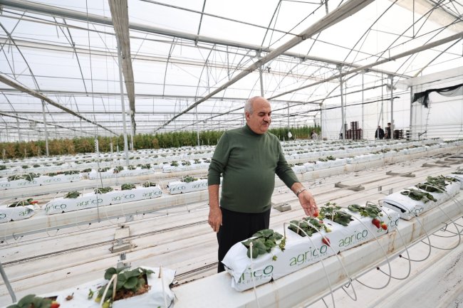 Aziziye'nin termal seralarında yeni dönem