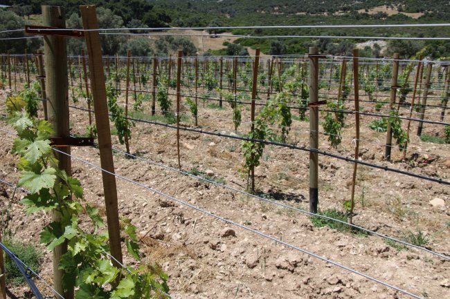 Ziraat Mühendisi Şükrü Cem Akçay: Akıllı Tarımda Yapay Zeka Uygulamaları İle Gelecek Tarımda