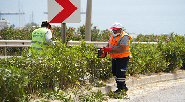 BODRUM MİSAFİRLERİNİ BEGONVİLLERLE KARŞILAYACAK
