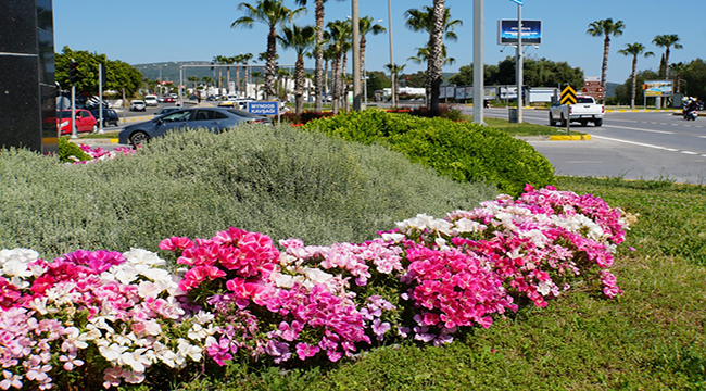BODRUM MİSAFİRLERİNİ BEGONVİLLERLE KARŞILAYACAK