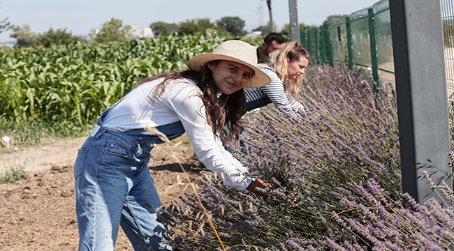 NİLÜFER'DE ÜRETİCİ LAVANTA ÜRETİMİNE TEŞVİK EDİLİYOR
