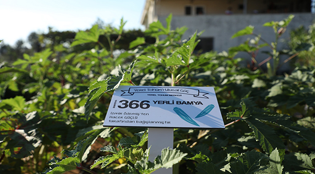 Muğla'da üretilen yerel tohumlar 42 ilde toprakla buluştu