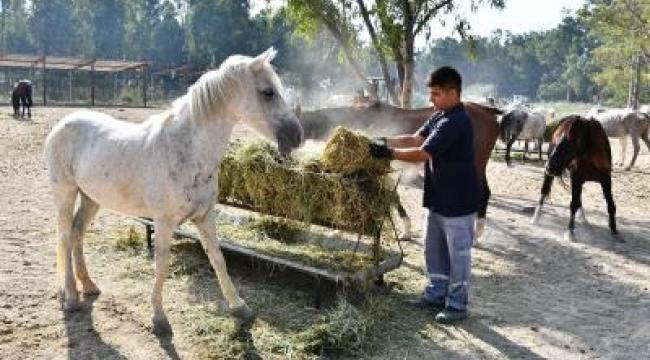 Faytonlardan alınan atlar İzmir Doğal Yaşam Parkı'nda