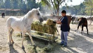 Faytonlardan alınan atlar İzmir Doğal Yaşam Parkı'nda
