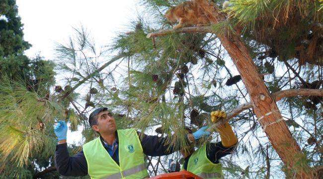 BELEDİYE EKİPLERİ SOKAK KEDİSİ İÇİN SEFERBER OLDU