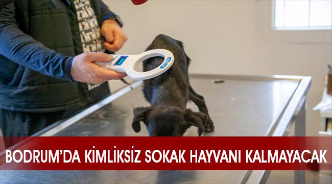 Bodrum Belediyesi sokak hayvanlarını kimliklendirmeye başladı