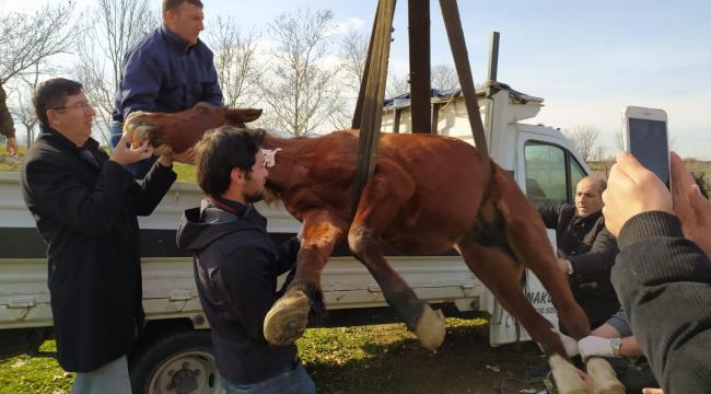 Ölüme terk edilen at hayata tutundu