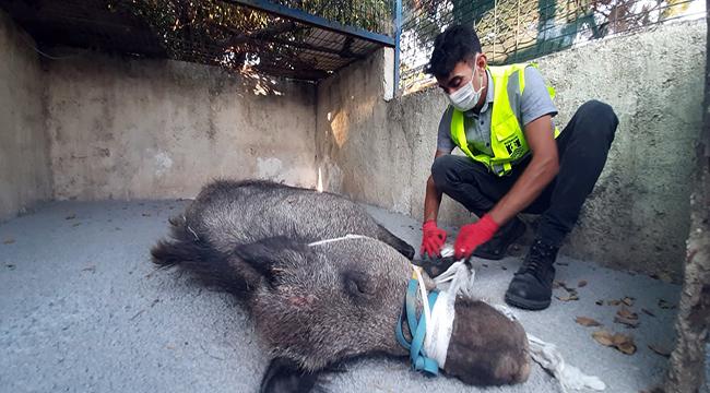 KAPANA YAKALANAN DOMUZ EKİPLER TARAFINDAN KURTARILDI