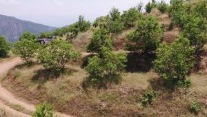 Köyler Gelir Getirici Ağaç Modeliyle Kalkınıyor