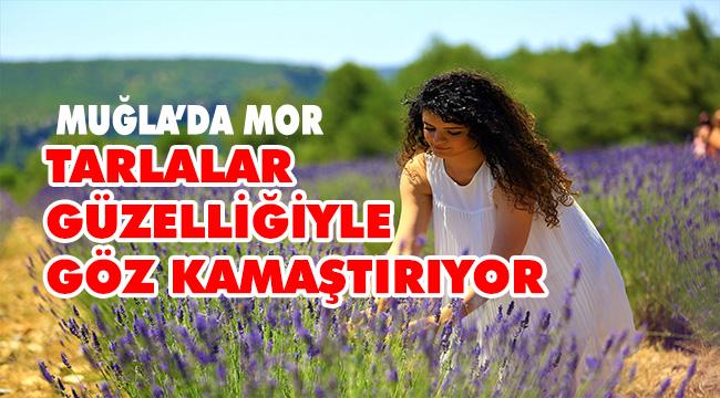 “Mor Tarlalar” Güzelliğiyle Göz Kamaştırıyor