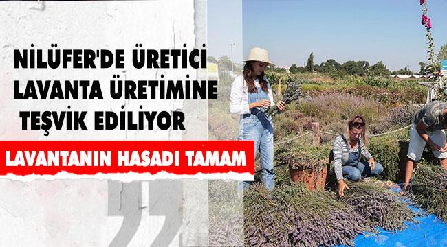 NİLÜFER'DE ÜRETİCİ LAVANTA ÜRETİMİNE TEŞVİK EDİLİYOR