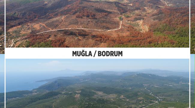 Yanan ormanlar küllerinden yeşeriyor