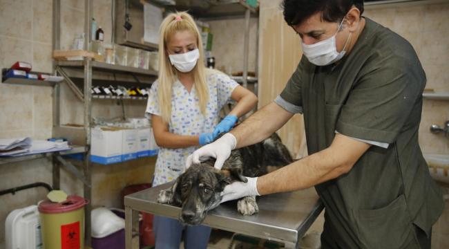 Konak’tan kısırlaştırma rekoru