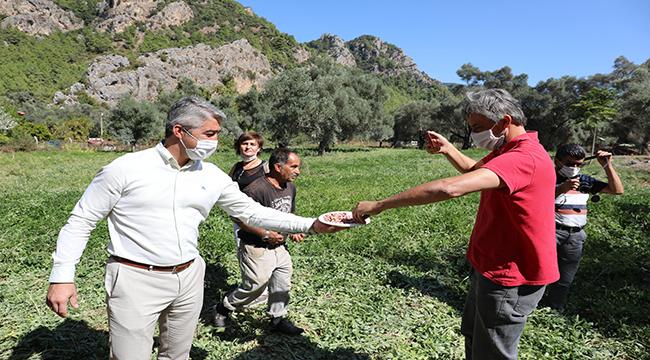 YER FISTIĞINDA İLK HASAT YAPILDI