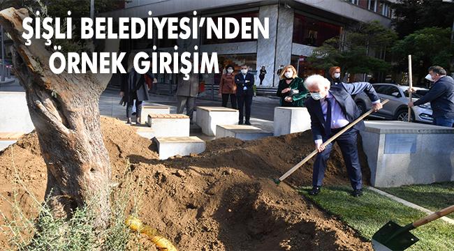 ASIRLIK ÜÇ ZEYTİN AĞACI ŞİŞLİ’DE