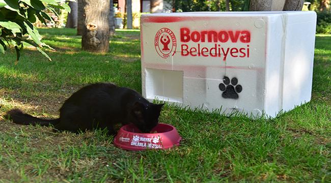 Bornova kış aylarında da can dostlarının yanında