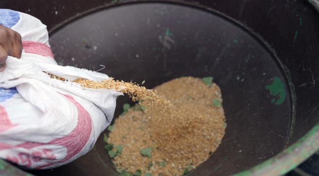 Menteşe’de Kadim Buğdayların Ekimine Başlandı