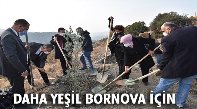 800 zeytin fidanı daha toprakla buluştu