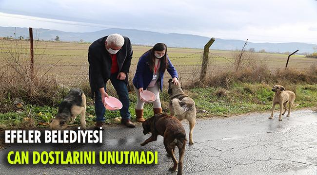 Efeler Belediyesi can dostlarını gıdasız da sevgisiz de bırakmadı