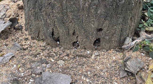 Ömrünü dolduran kavak ağaçları kesildi