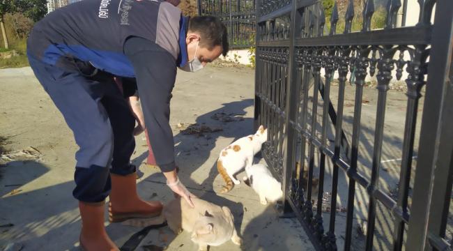 ŞİŞLİ’DE BULUNAN 57 KEDİ SAHİPLENDİRİLECEK