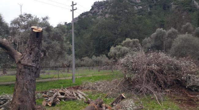 ZEYTİN AĞAÇLARINI GENÇLEŞTİREN DOKUNUŞ