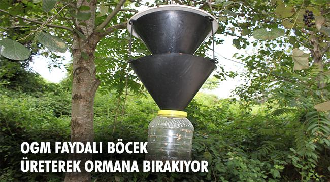 650 bin faydalı böcek ormanları koruyacak