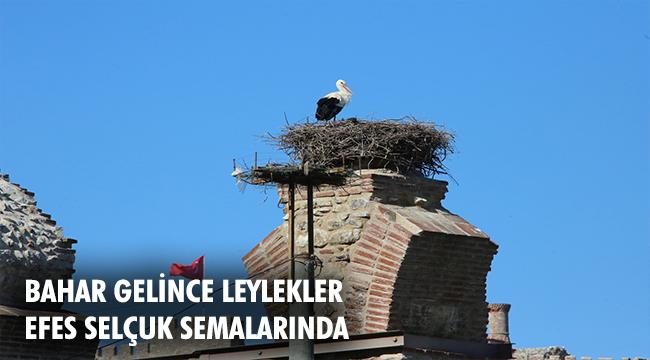 BAHARIN MÜJDECİSİ LEYLEKLER EFES SELÇUK SEMALARINDA