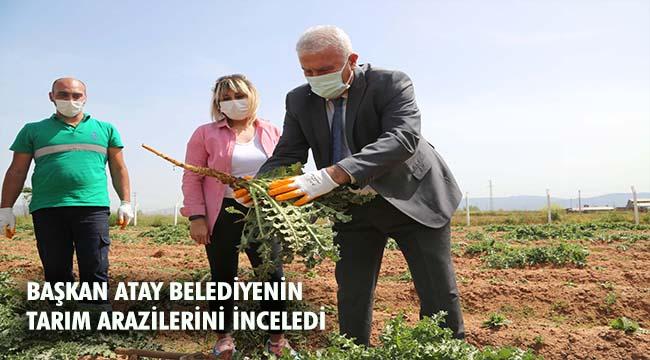 Başkan Atay Belediyenin Tarım Arazilerini İnceledi