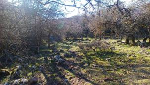 İzmir’de Kurt Görüntülendi