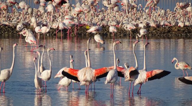 İzmir'in yavru flamingoları dünyaya gözlerini açtı