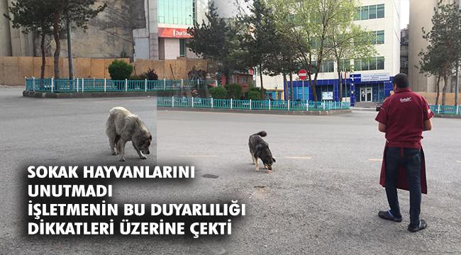 Sokak Hayvanları tam kapanmada da unutulmadı