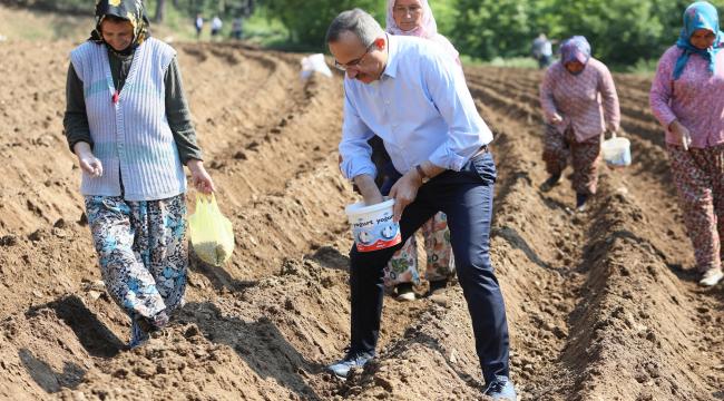 Başkan Sürekli; Ödemiş çiftçileriyle tarlada…