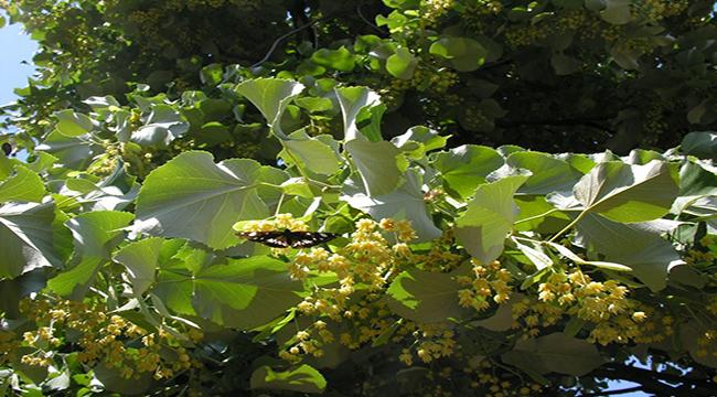 Ihlamur ile ekonomiye 30 milyon TL’lik şifa