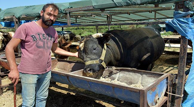 Aliağa’da Kurbanlıklar Alıcılarını Bekliyor