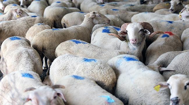 Menteşe’de Kurban Satış ve Kesim Yerleri Belirlendi
