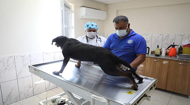 Uşak’tan Muğla’ya Uzanan Yaşam Mücadelesi