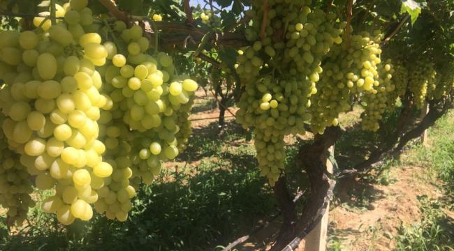 Osmanlı Sultanların sofralarını süsleyen Çekirdeksiz Sultani Üzümün ihracat yolculuğu 6 Ağustos&#039;ta başlıyor