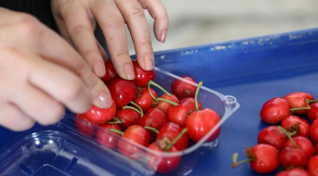 Yaş meyve sebze ihracatı son 12 ayda 3 milyar doları aşarak rekora imza attı