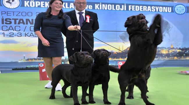 Evcil hayvan ürünleri, milyar dolarlık bir sektör