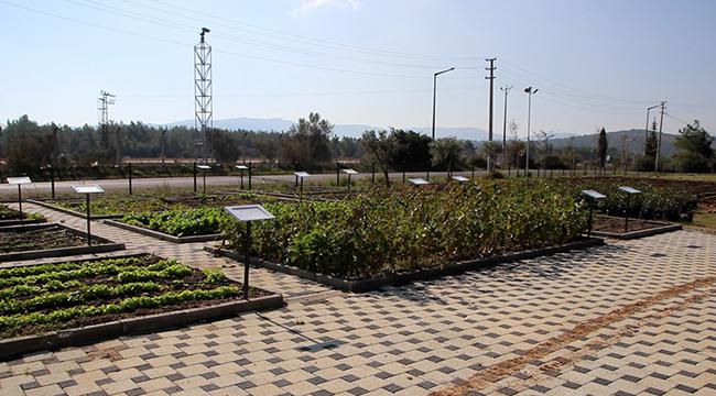 BODRUM TOHUM MERKEZİ ÜRETMEYE VE GÜÇLENMEYE DEVAM EDİYOR