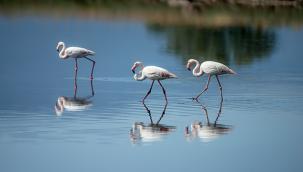 UNESCO Adayı Gediz Deltası'nda kuşların yaşamı kayıt altına alındı