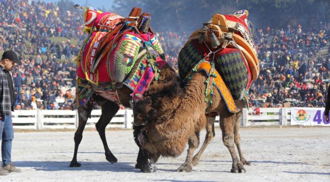 EFES SELÇUK’TA 40 YILIN GÜREŞİNE YOĞUN İLGİ