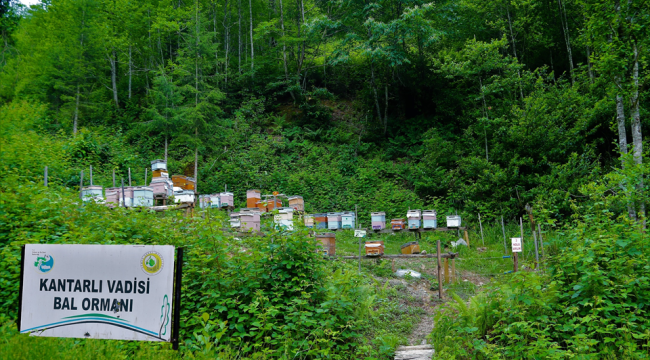 Bal ormanlarından ekonomiye 300 milyon TL katkı
