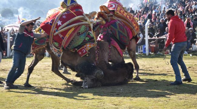Şampiyon develer Torbalı Arenası’ndaydı